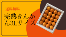 3Lサイズ（3.3〜3.7cm）完熟きんかん箱詰め
