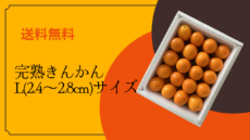 Lサイズ（2.4〜2.8cm）完熟きんかん箱詰め